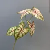 Caparazón de tortuga de 5 bifurcaciones, verde rosado, 77 cm
