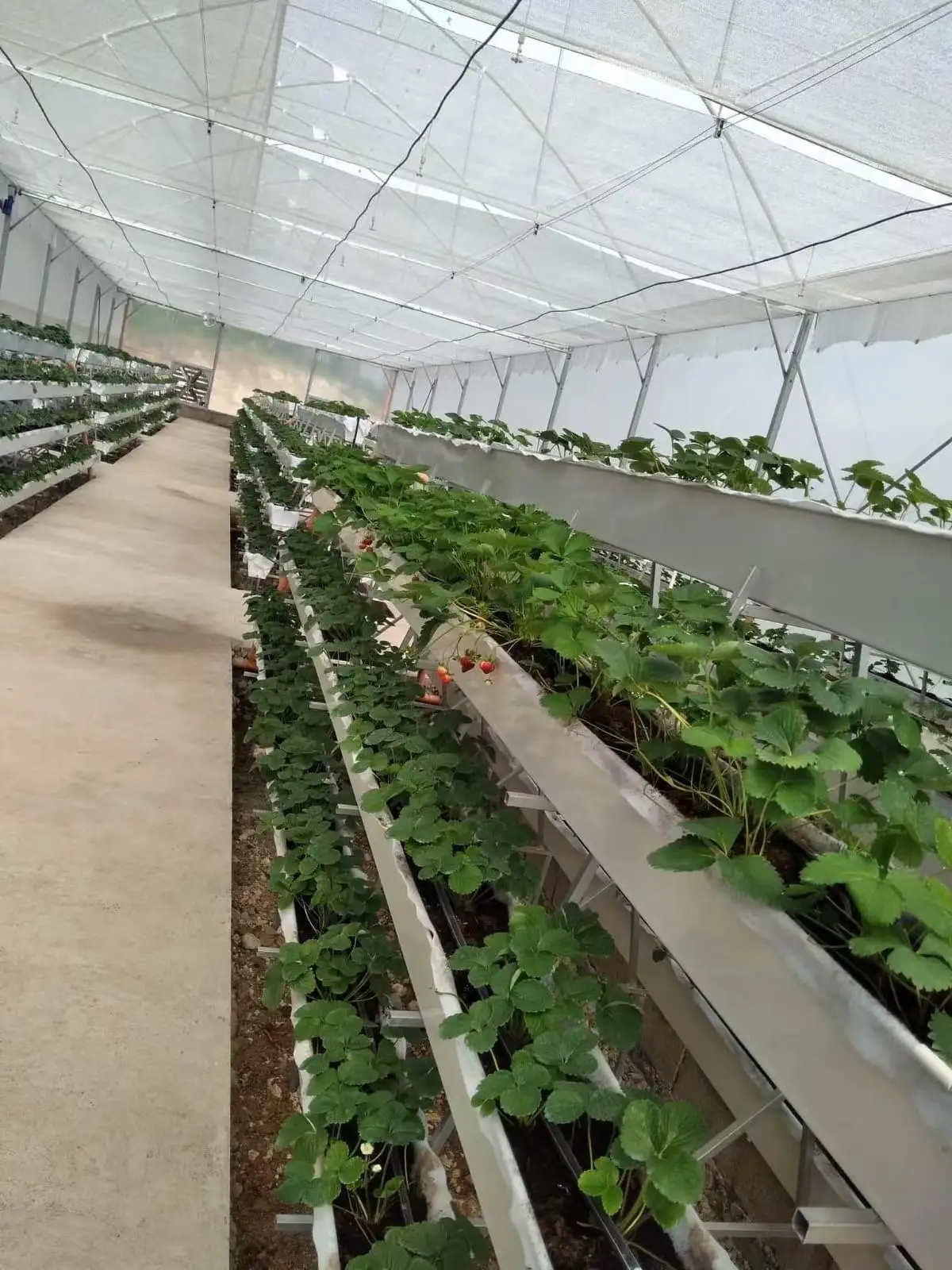 strawberry gutter
