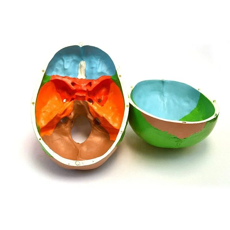 Цветной человеческий череп модель анатомической анатомии в натуральную величину головы для взрослых медицинская обучающая голова