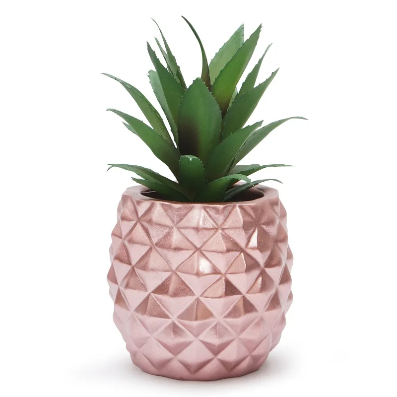succulent waterer Back to the Roots Self-Watering Grow Kit main image 0