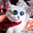 Sunglasses 2022 Wholesale Factory Direct Creative Toys Sales Cat Dog Pet Sunglasses Eyewear Shade Sun Glasses Custom Goggles