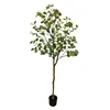Eucalyptus tree for export, 1.8M