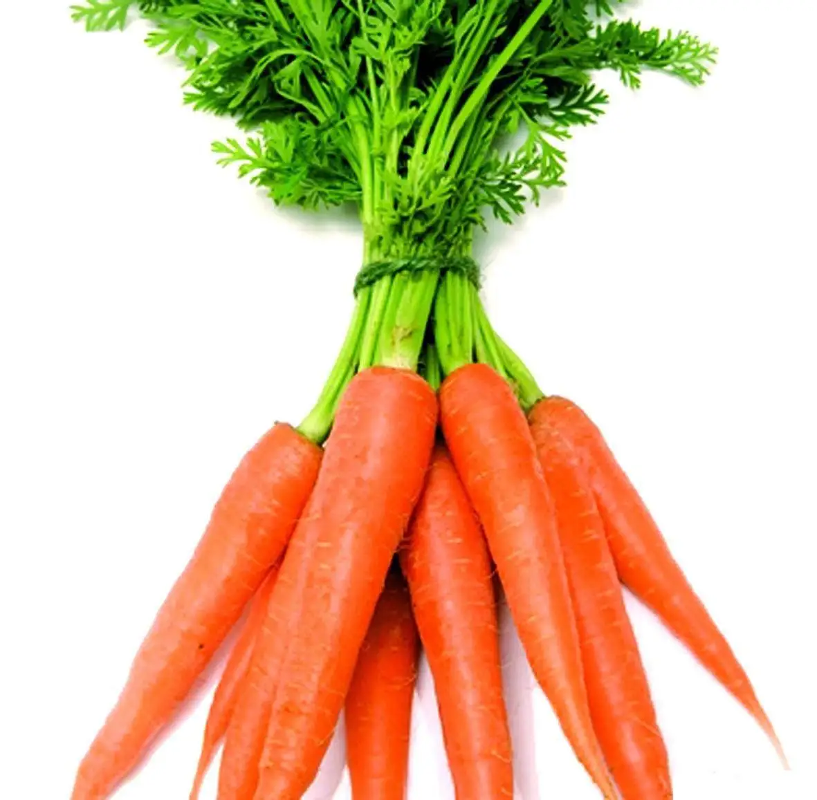 fresh wholesale chinese spot carrots