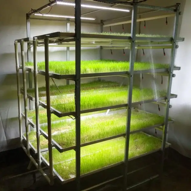 Barley Microgreen Growing System Hydroponic PVC Rack Hydroponic Grow Shelves System