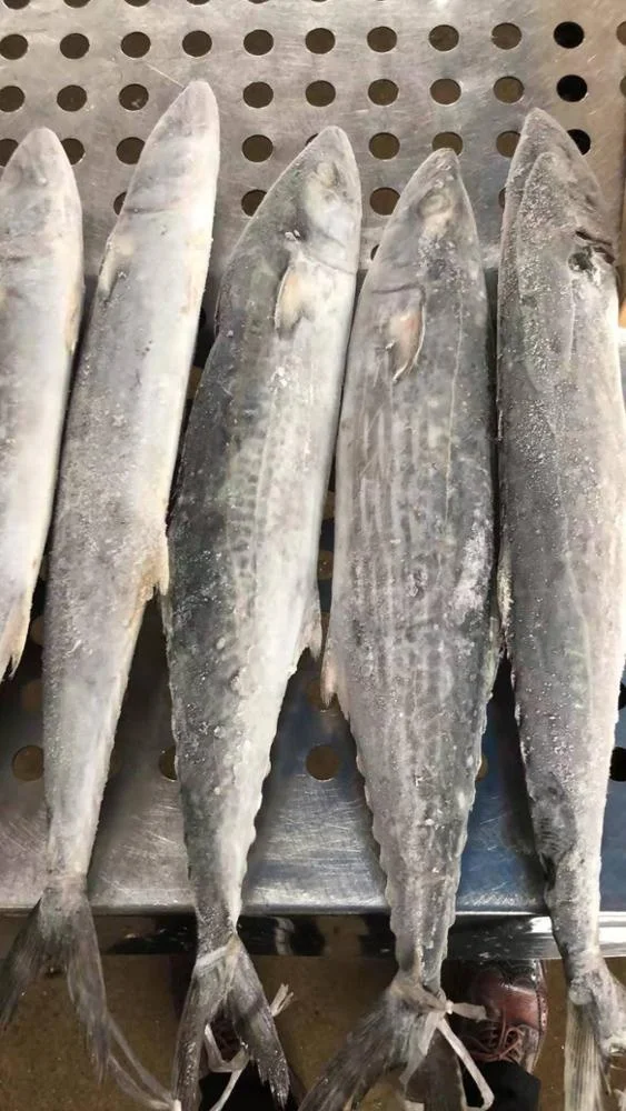 Замороженная испанская скумбрия IQF Scomberomorus Niphonius King Fish