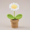 White Daisy