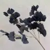 #6 ginkgo biloba leaves