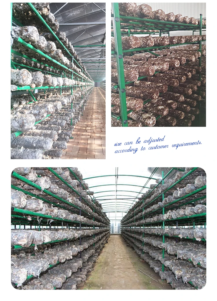 Oyster Mushroom Cultivation Equipment Shiitake Mushroom Growing Shelves