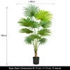 180cm Licuala grandis