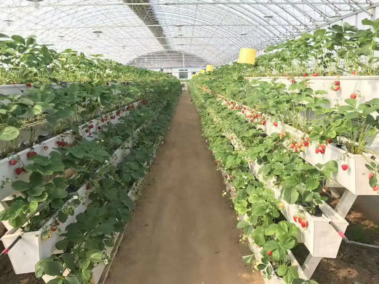 Large Greenhouse Strawberry Gutter: Hydroponic NFT System with Irrigation & Glass Cover