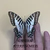 Cinta roja mariposa verde-alas propagación
