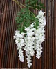 Abler wisteria white