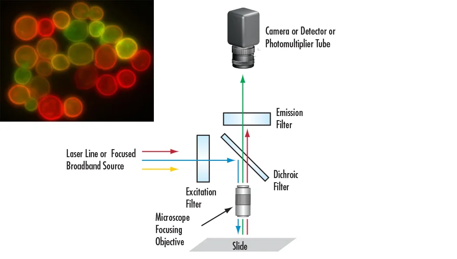 Fluorescence Filters Set 470nm 525nm Bandpass Filter And Optical