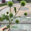 12#  7 bulbi di cipolla verde