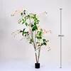 Golden weeping jasmine bonsai, 180cm