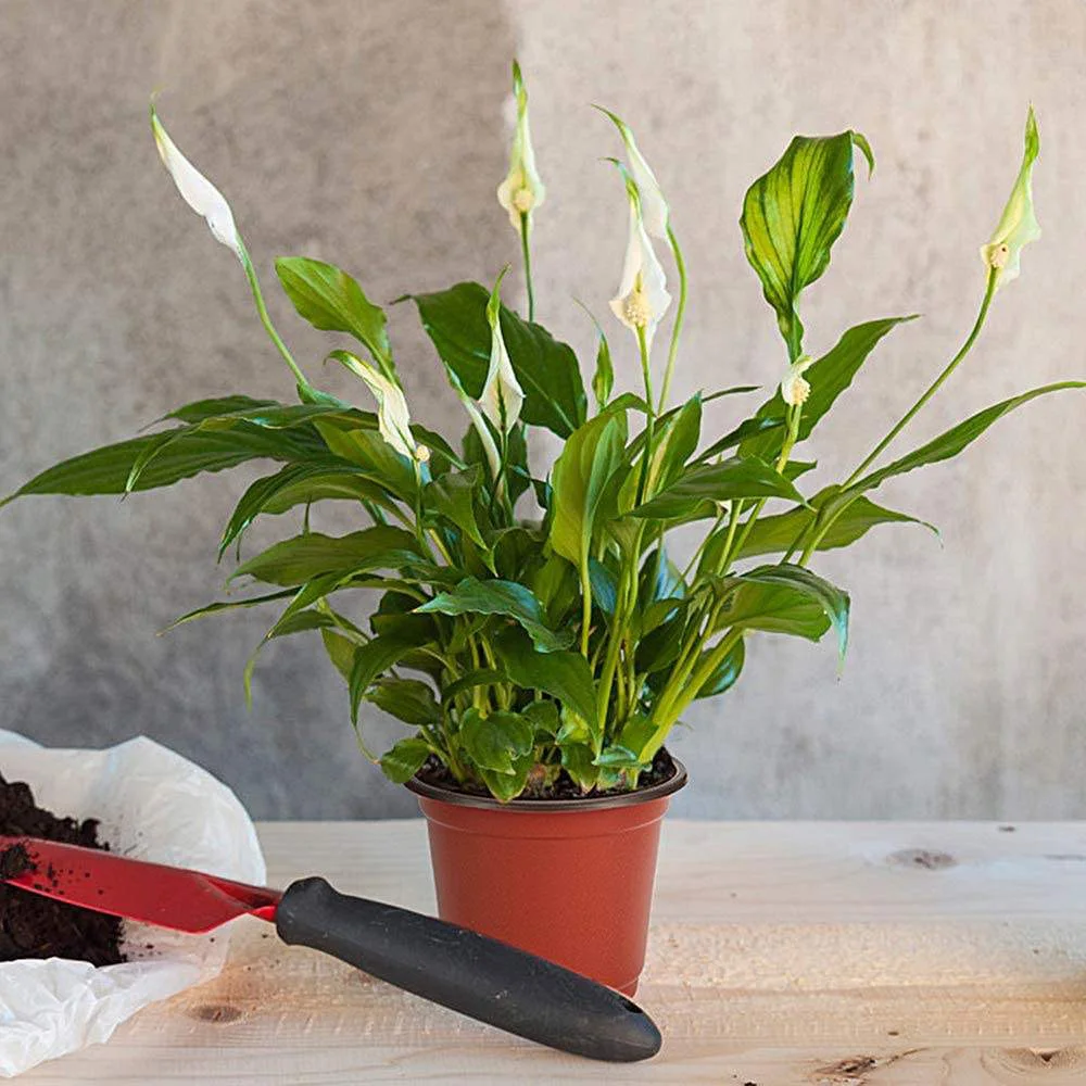 Colorful Flower Plant Pot Double Color Pp Disposable Plastic Garden Small Flower Pots