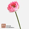 Nelumbo a stelo singolo - rosa tenue