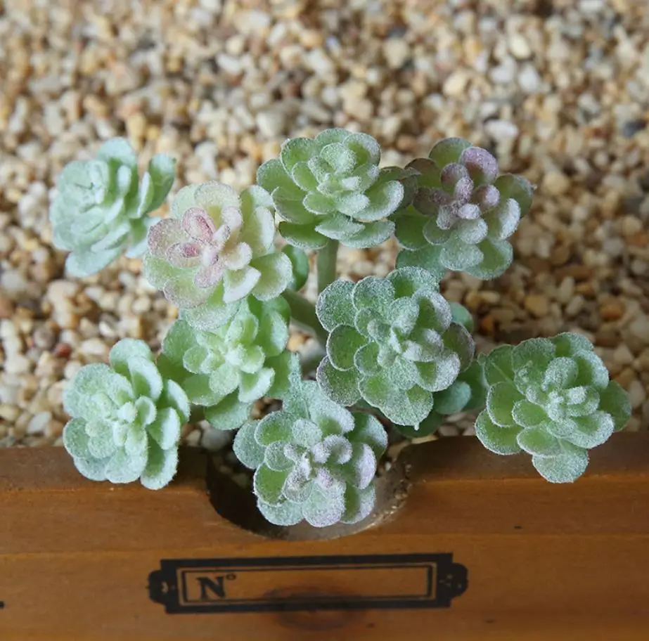 Several Different Type Rare Highly Simulation Small Flocked Artifical Succulent Plants in Pot
