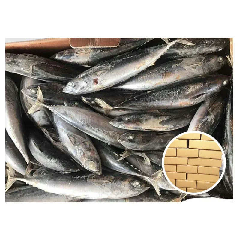 Frozen Bonito Tuna 150-200g For Philipines/Indonesia Market