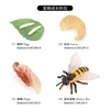 2404 Ciclo de vida de la abeja grande