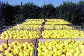 Лимон, фрукты, сырой мед, автоматический поток, медовый улей, медовые пакеты