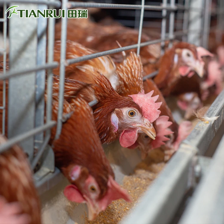 Chicken Project Bird Cage Export,Chicken Cage Layer,Hen House for 1000 Chickens Sale
