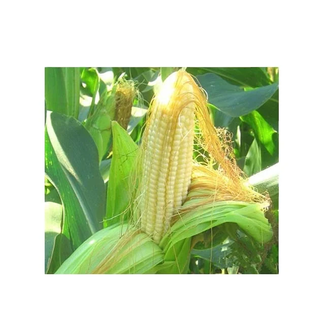 B.C.I SUPPLY Cgm Corn Gluten Meal 60% Protein Corn Yellow Corn Powder Not Gluten Meal Animal Feed