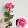 rosa caldo