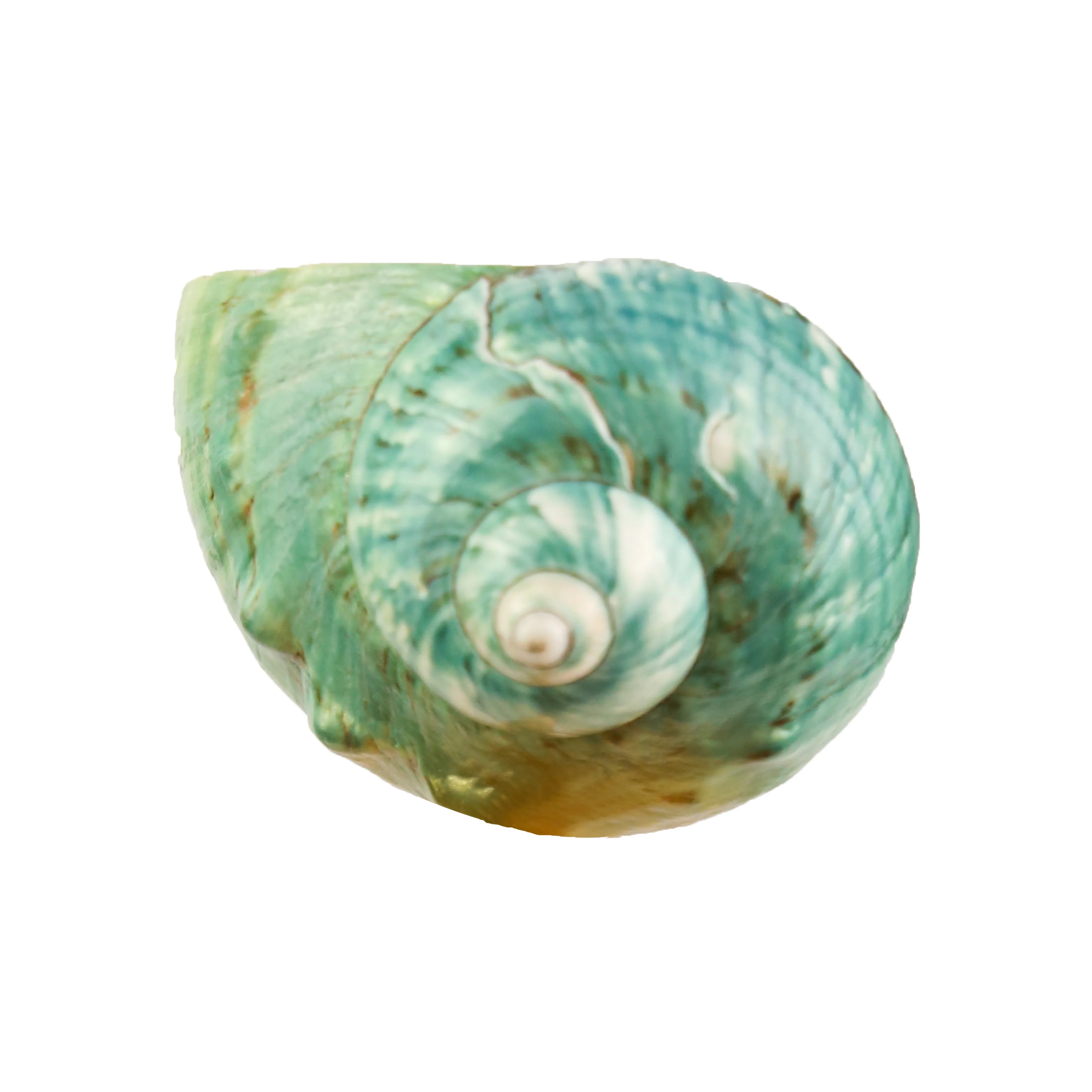 Handmade Green Natural Turbo Seashell Wine Glasses Conch Shell Wine Glasses for Weddings Parties Casual Gatherings