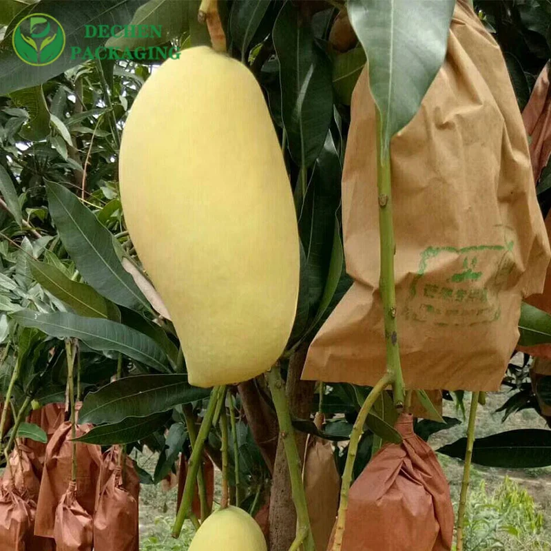 How do you protect mangoes from birds?