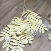 3 fork tall branches locust tree leaves champagne