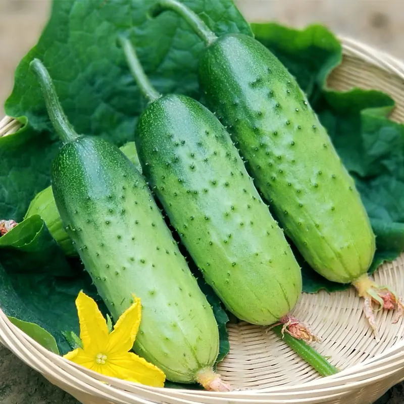 Cucumber seeds CHINESE CHINESE