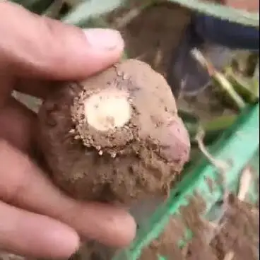 High Efficiency Save Labor Garlic Excavator Harvester Machine With Rhizome Cutting Functions