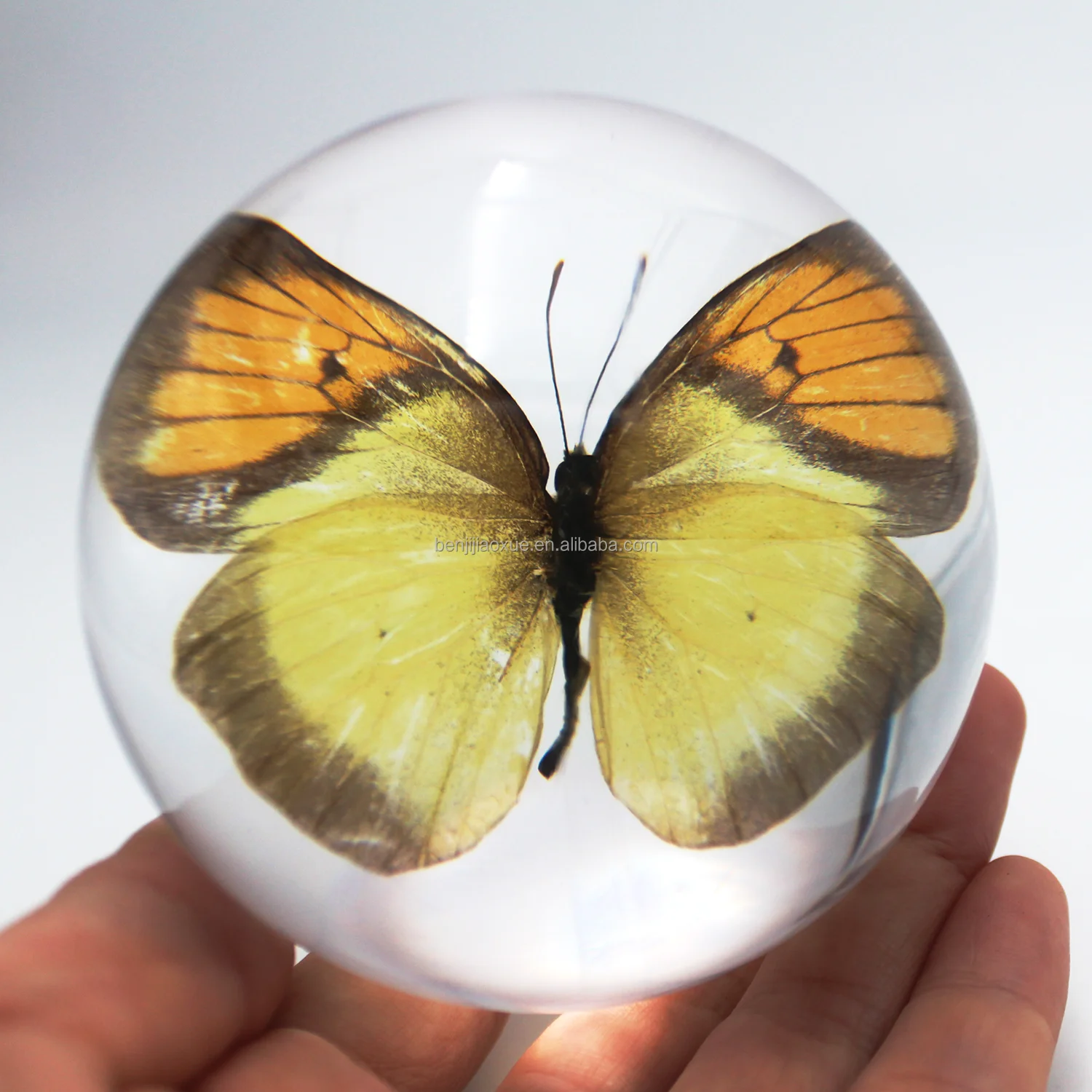 Обучающие ресурсы пресс-папье бабочки таксидермия настоящая бабочка инструменты для дошкольного