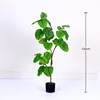 Heartleaf Ficus spring green 120cm