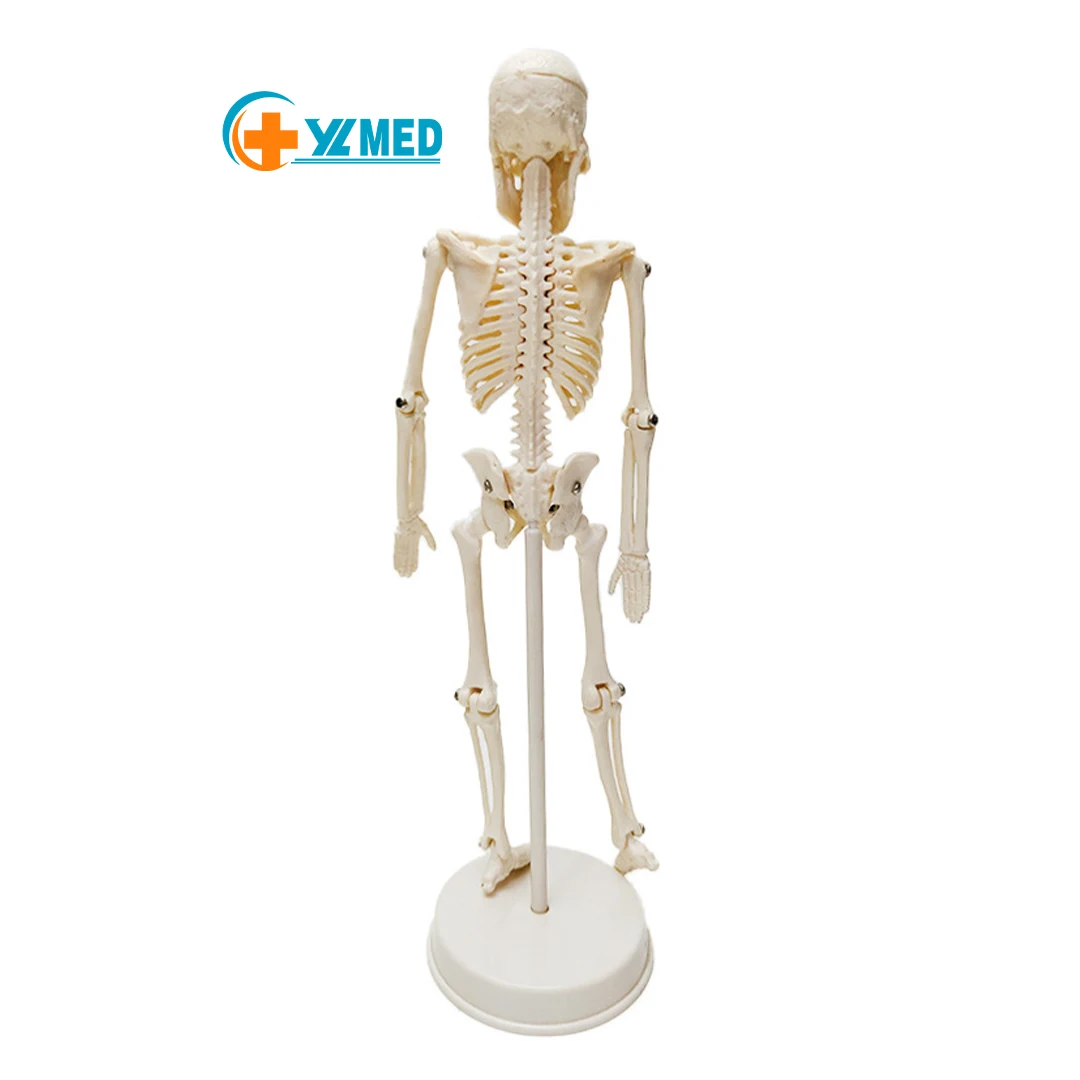 Squelette médical humain miniature