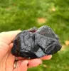 Red Rose Specimen
