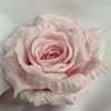 สีชมพูอ่อน