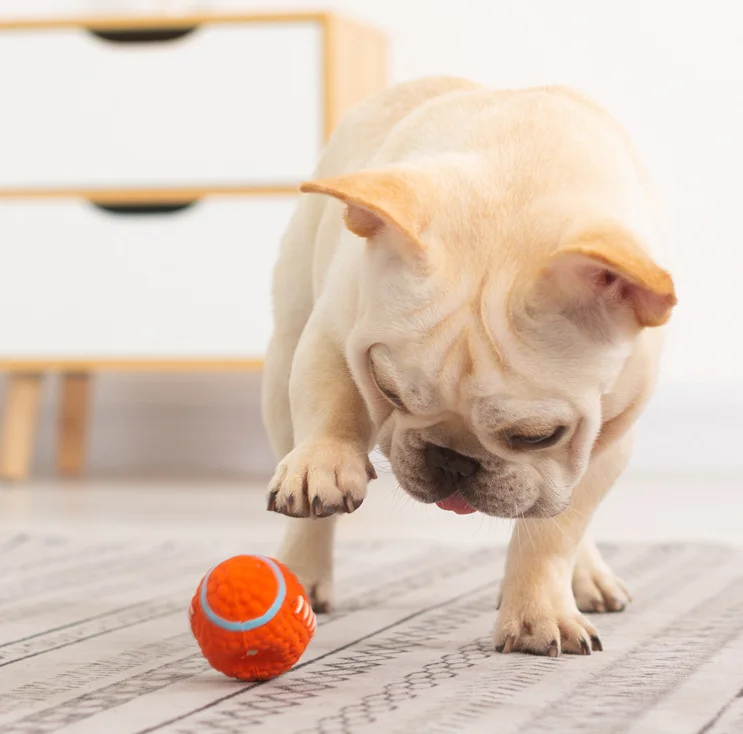 tough toys for bulldogs