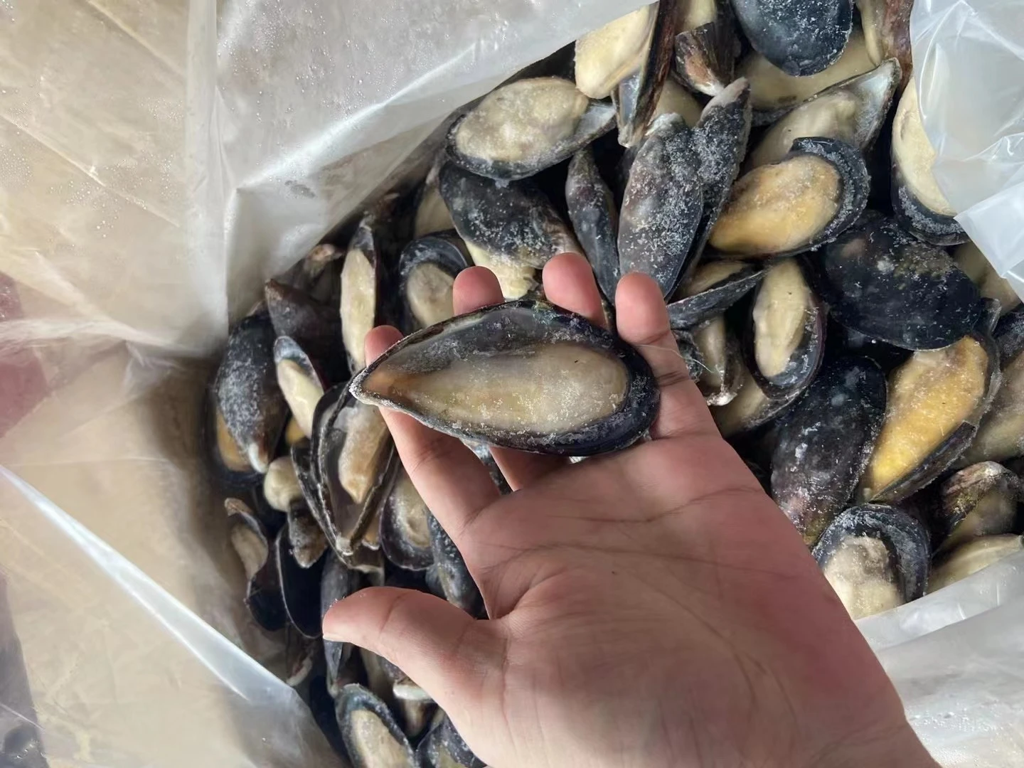 贝壳鱼热卖贻贝进口出口冷冻海鲜冻壳