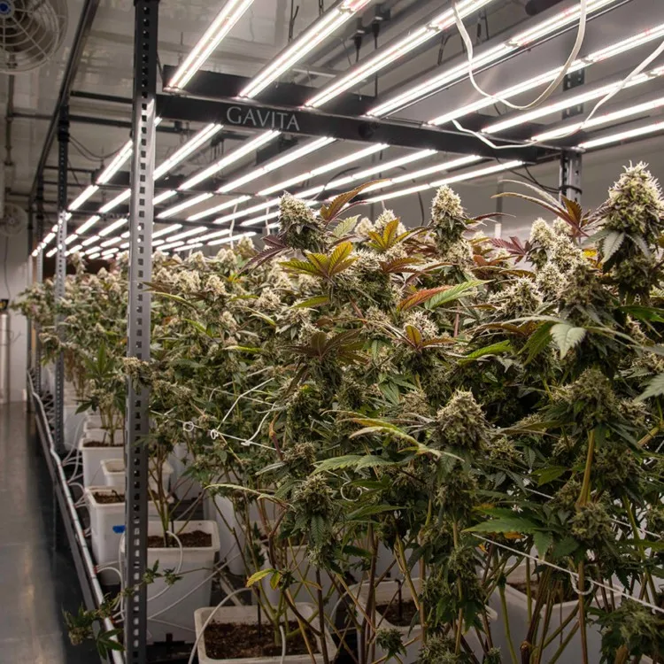 Shipping Container For Smart Future Farm Plant Buy Container Plant