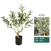 Olivo da 60 cm