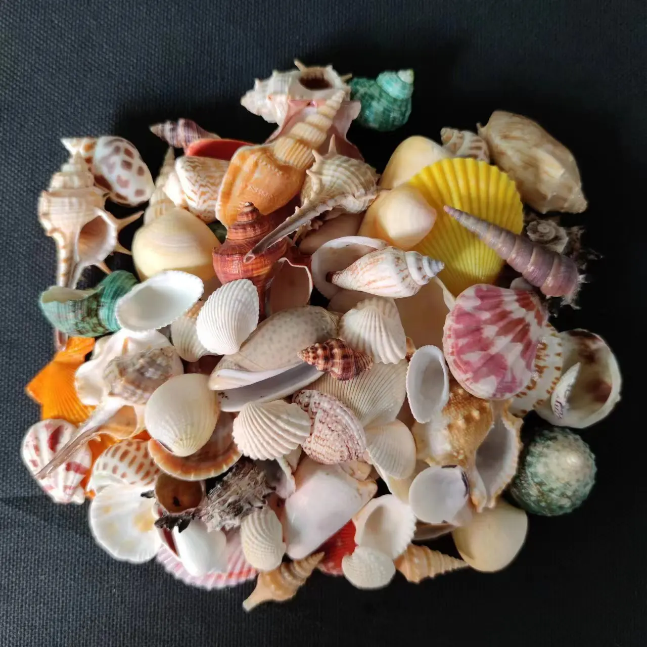 1-2 cm Natural Mini Small Sea Conch Shells for Crafts Wedding Decor Beach Theme Party Fish Tank and Vase Filler Home Decor