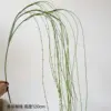 Ramas de sauce colgantes