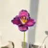 Open tulips, deep purple
