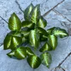 8 hojas de manzana blancas