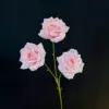 Rosa francese rosa a 3 teste