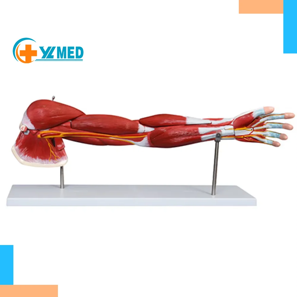 Alibaba.com: Natural Upper Limb Arm Muscle Model, Removable and ...