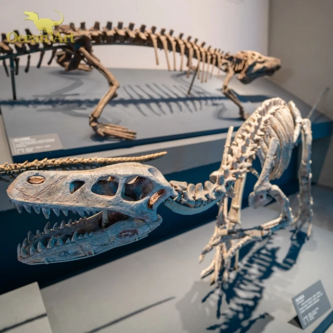 Ocean Art Real Dinosaur Fossil Replica And Diosaur Skeleton Bone Buy