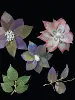 Vajra Leaf